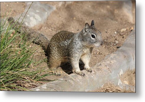Squirrel Metal Print featuring the photograph Squirrel - 2 by Christy Pooschke