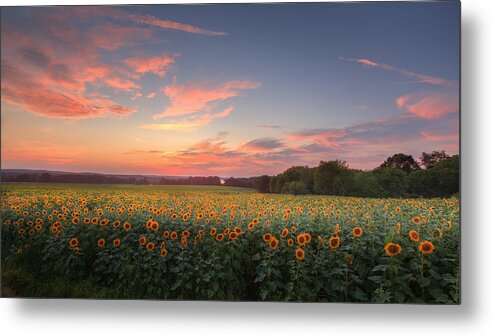 Sunflower Metal Print featuring the photograph Sunflower Sunset by Bill Wakeley