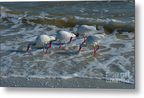 Ibis Metal Print featuring the photograph Synchronized Beach Combing by Nancy L Marshall