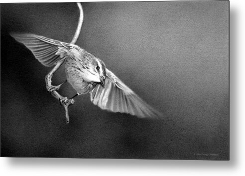 Warbler Metal Print featuring the drawing Taking Flight by Stirring Images