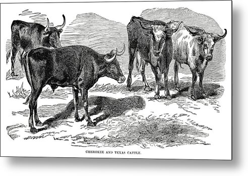 Engraving Metal Print featuring the digital art Texas Longhorn Cattle by Nnehring