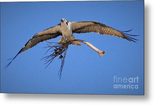 Osprey Metal Print featuring the photograph The Collector by Quinn Sedam