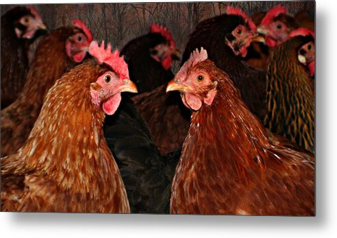 Macro Metal Print featuring the photograph The Hen House by Barbara S Nickerson