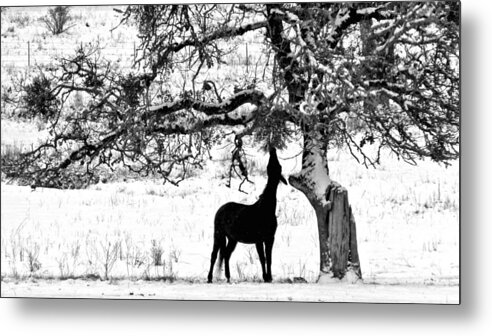 Winter Metal Print featuring the photograph The Ojbective by Julia Hassett