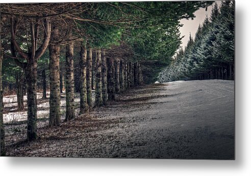 Trenton Metal Print featuring the photograph The Pines of Trenton by Everet Regal