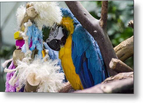 Macaw Metal Print featuring the digital art The Shy One by Pravine Chester