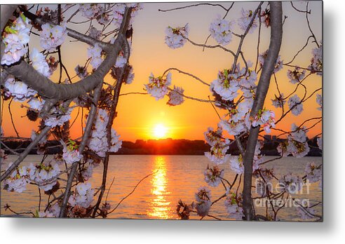 2012 Centennial Celebration Metal Print featuring the photograph Tidal Basin Sunset with Cherry Blossoms by Jeff at JSJ Photography