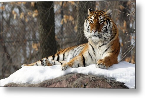 Tiger Metal Print featuring the photograph Tiger Relaxing Snow Cover Rock by Tina Hailey