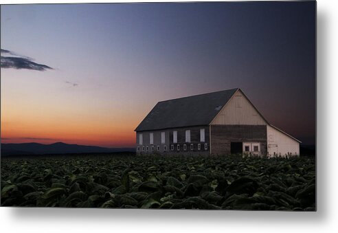 Tobacco. Barn Metal Print featuring the photograph Tobacco Field by Andrea Galiffi