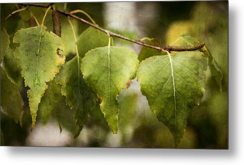Leaves Metal Print featuring the photograph Trio by Mary Underwood