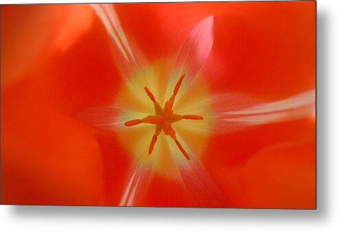 Abstract Metal Print featuring the photograph Tulip Star by Ronda Broatch