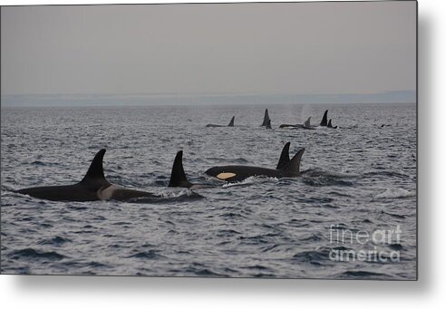 Orca Metal Print featuring the photograph Unity by Gayle Swigart