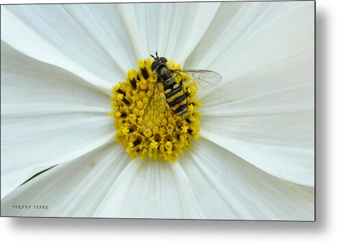 Bee Metal Print featuring the photograph Up Close with the Bee and the Cosmo by Verana Stark