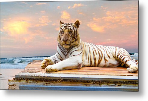 White Tiger Metal Print featuring the photograph Vaction by Dennis Dugan