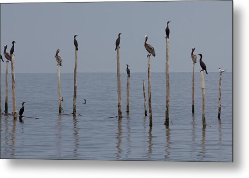 Bay Metal Print featuring the photograph Waiting 1 by Leah Palmer