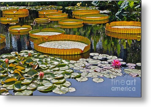 Tropical And Hardy Waterlilies Metal Print featuring the photograph Waterlilies All -- version 2 by Byron Varvarigos