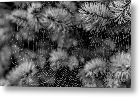 Spider Metal Print featuring the tapestry - textile Web Drops by Dennis Bucklin