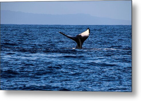 Cathy Donohoue Metal Print featuring the photograph Whale's Tail by Cathy Donohoue