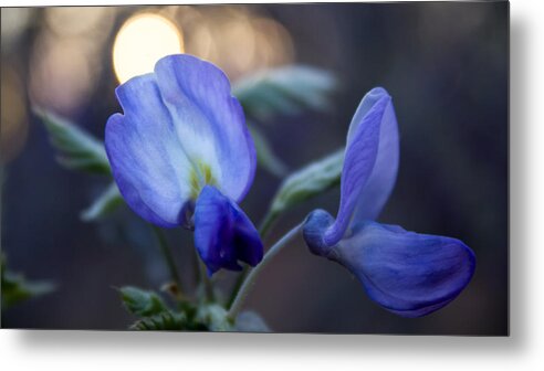 Wisteria Metal Print featuring the photograph Wisteria Sunset by Glenn DiPaola