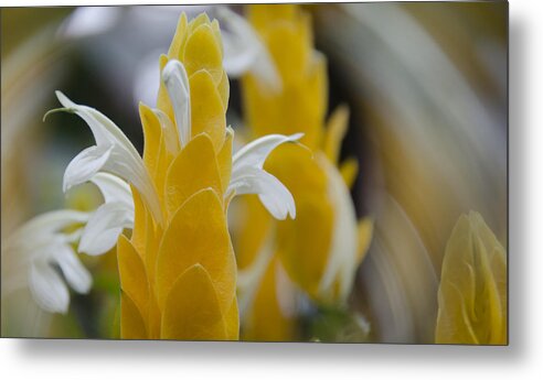 Flowers Metal Print featuring the photograph Yellow Shrimp Swirl by Penny Lisowski