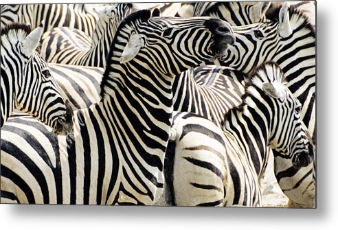 Wildlife Metal Print featuring the photograph Zebra gathering by Dennis Cox