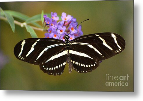 Butterfly Metal Print featuring the photograph Zebra Longwing by Cindy Manero
