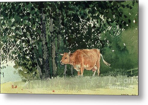 Cow In Pasture Metal Print featuring the painting Cow in Pasture by Winslow Homer