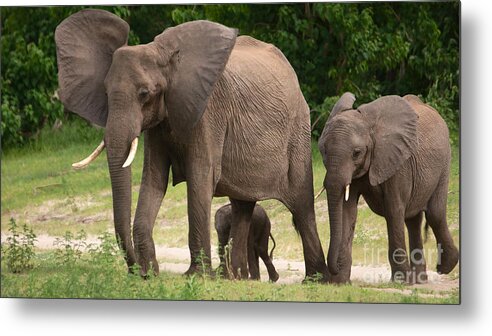 Elephants Metal Print featuring the photograph Elephant family #1 by Mareko Marciniak