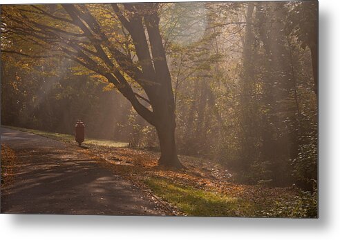 Sunlight Metal Print featuring the photograph Misty Sunbeams #1 by Dawn OConnor