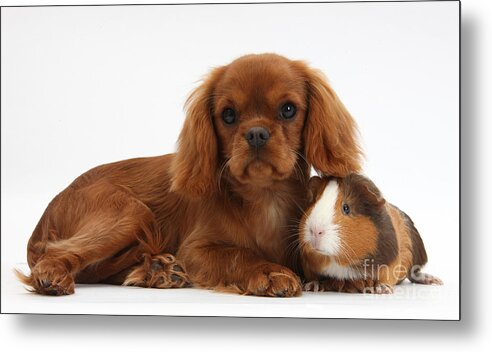 Nature Metal Print featuring the photograph Ruby Cavalier King Charles Spaniel Pup #2 by Mark Taylor