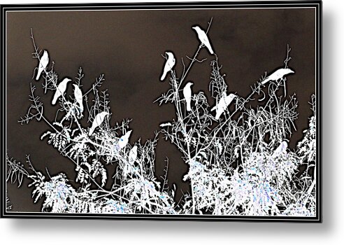 Crows Crows And Crows Metal Print featuring the photograph Crows Crows And Crows #32 by Anand Swaroop Manchiraju