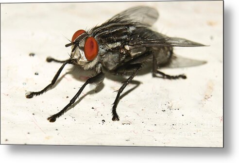 Insect Metal Print featuring the photograph A Fly by Mareko Marciniak