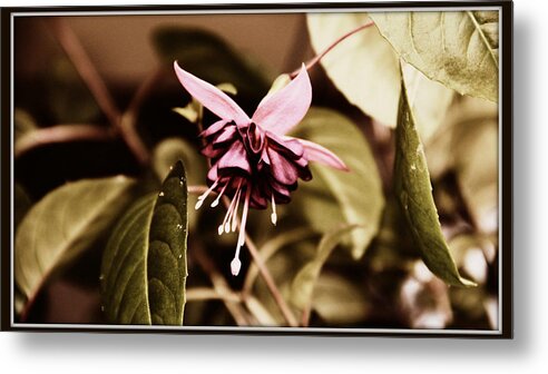 Fuchsia Metal Print featuring the photograph Antiqued Fuchsia by Jeanette C Landstrom