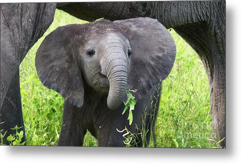 Baby Elephant Metal Print featuring the photograph Baby elephant with a twig by Mareko Marciniak
