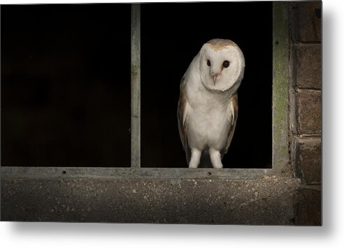 Barn Owl Metal Print featuring the photograph Barn Owl in Window by Andy Astbury