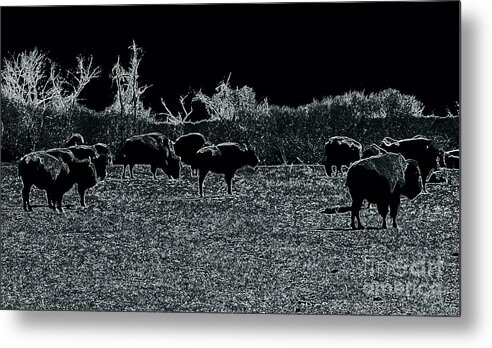 Buffalo Metal Print featuring the photograph Black and White Nature by Kim Galluzzo