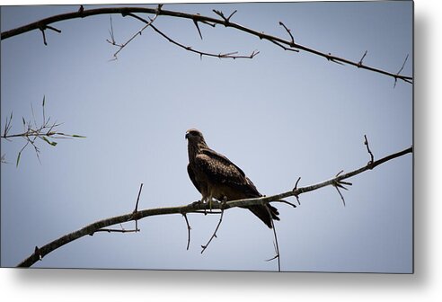 Black Kite Metal Print featuring the photograph Black Kite by SAURAVphoto Online Store