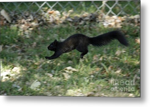 Black Metal Print featuring the photograph Black Squirrl on Run by Yumi Johnson