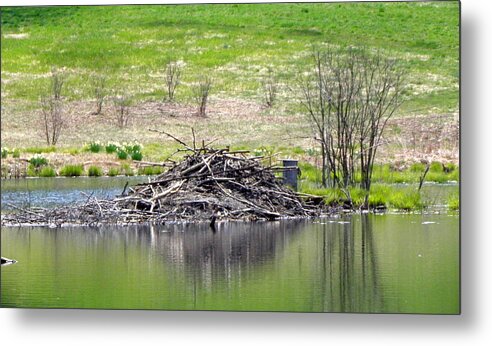 Pond Metal Print featuring the photograph Budky The Beavers Dam by Kim Galluzzo