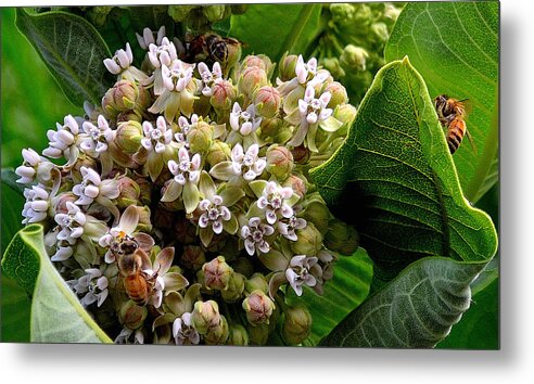 Flower Metal Print featuring the photograph Busy Bees by Alan Seelye-James
