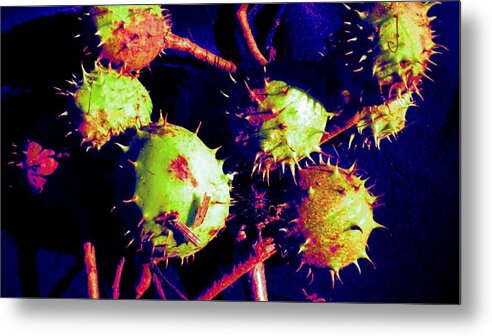 Chestnut Metal Print featuring the painting Chestnut pods 1 by Renate Wesley