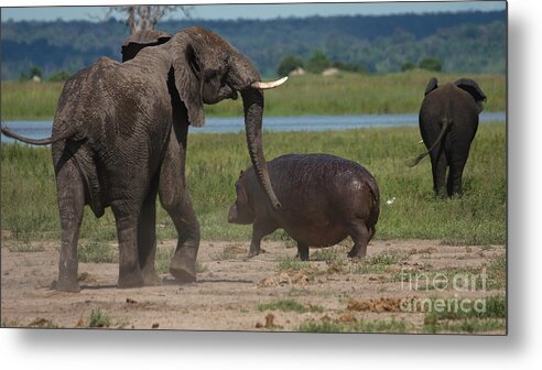 Elephant Metal Print featuring the photograph Elephant chasing a hippo by Mareko Marciniak