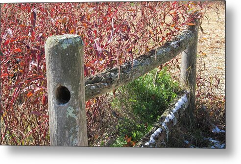 Nature Metal Print featuring the photograph Fall Colors on the Fence by Loretta Pokorny