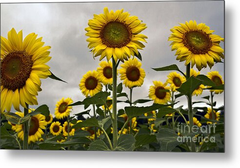 Sunflowers Metal Print featuring the photograph Fields of Glory by Brenda Giasson