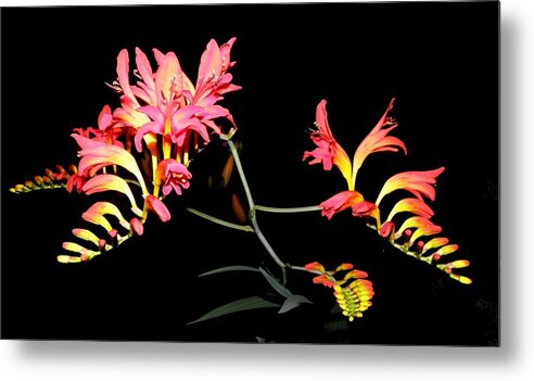 Flowers Metal Print featuring the photograph Flowers At Night by Kim Galluzzo