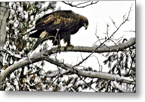 Eagles Metal Print featuring the photograph Golden Eagle Watches by Don Mann