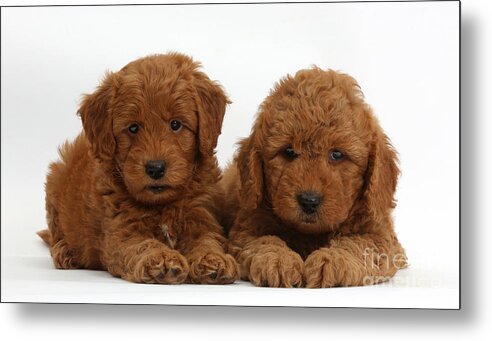 Animal Metal Print featuring the photograph Goldendoodle Puppies by Mark Taylor