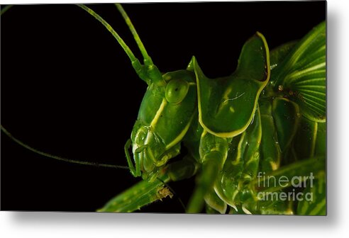 Grasshopper Metal Print featuring the photograph Grasshopper Cleaning Antenna by Mareko Marciniak