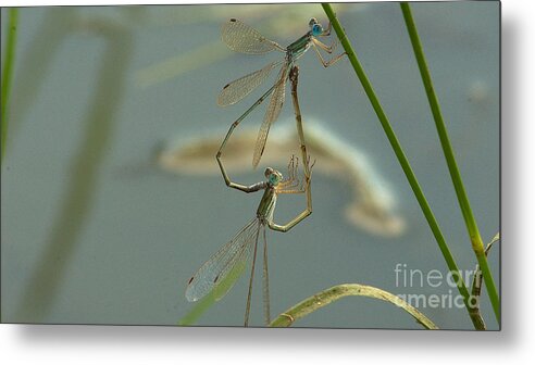 Damselflies Metal Print featuring the photograph Heart of love by Mareko Marciniak