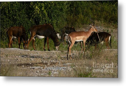 Impala Metal Print featuring the photograph Impala and sable by Mareko Marciniak